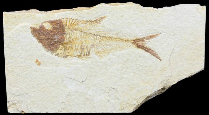 Bargain, Diplomystus Fossil Fish - Wyoming #67931